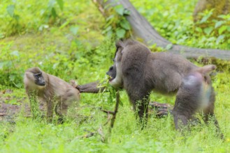 A male drill (Mandrillus leucophaeus) is standing in a meadow, eating something and holding a