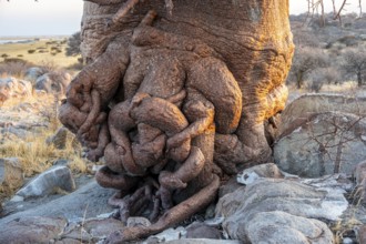 Detail, Roots of an African baobab or baobab tree (Adansonia digitata), Dry landscape, Kubu Island