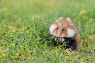 A European hamster (Cricetus cricetus) collects herbs, grass and daisies in a fresh green meadow