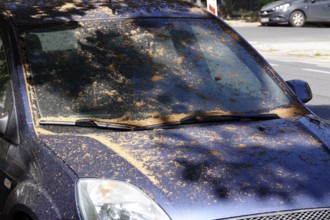 Car under a lime tree, June, Germany