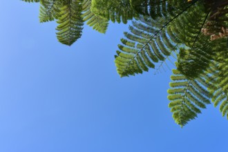Fern leaves against a clear blue sky, representing tranquillity and nature, Te Rere o Omanawa,