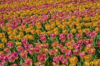 A wide field of flowers with colourful orange and pink tulips, Keukenhof, Lisse, province of South