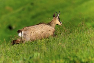 A chamois moves through the tall grass in the meadow, chamois, chamois, (Rupicapra rupicaprae),
