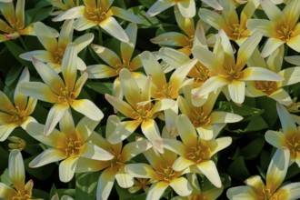 Close-up of yellow blooming tulips with delicate colour gradients, Keukenhof, Lisse, province of