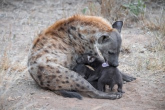 Spotted hyena (Crocuta crocuta), adult female licking young, lying down, Kruger National Park,