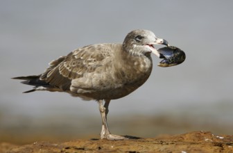 Pacific Gull (Larus pacificus), Victoria, Australia