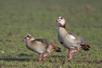 Egyptian Goose (Alopochen aegyptiaca) pair, North Rhine-Westphalia, Germany