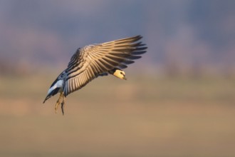 Barnacle Goose (Branta leucopsis) landing, North Rhine-Westphalia, Germany