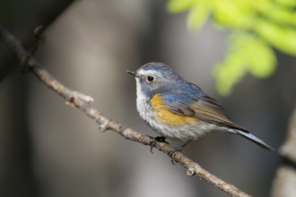 Orange-flanked Bluetail - Blauschwanz - Tarsiger cyanurus, Kazakhstan, male
