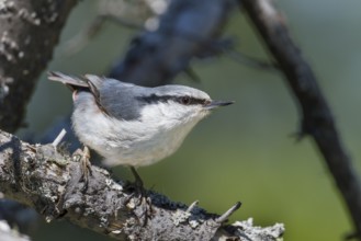 Asian Nuthatch - Kleiber - Sitta europaea ssp. asiatica, Kazakhstan, adult