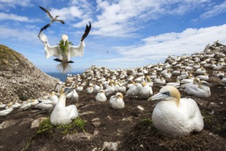 Northern Gannet (Morus bassanus) colony, Saltee Islands, Ireland