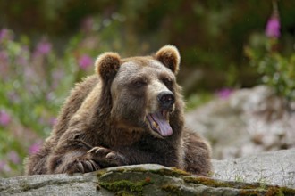 Bear with open muzzle, tongue and tooth. Portrait of brown bear, sitting on the grey stone, pink