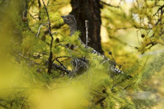 Black-billed Capercaillie (Tetrao urogalloides) female perched on a branch, Toew Aimag, Mongolia