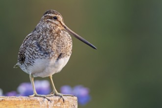 Common Snipe (Gallinago gallinago), Iceland