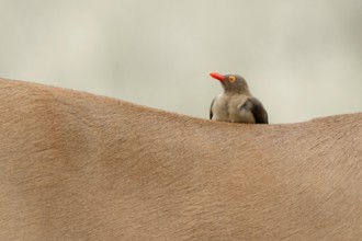 Roodsnavelossenpikker, Red-billed Oxpecker, Buphagus erythrorhyn