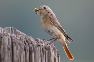 Common Redstart (Phoenicurus phoenicurus) female with feed in beak, North Rhine-Westphalia, Germany