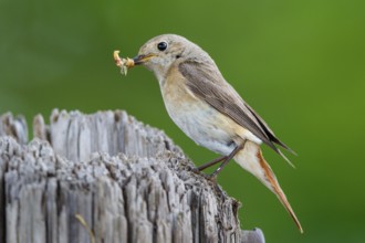 Common Redstart (Phoenicurus phoenicurus) female with feed in beak, North Rhine-Westphalia, Germany