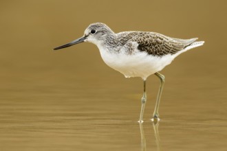 Common Greenshank (Tringa nebularia), Asturias, Spain