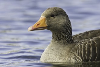 Greylag Goose (Anser anser), Iceland