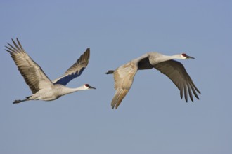Sandhill Crane (Antigone canadensis), New Mexico, USA
