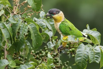 Black-headed Parrot (Pionites melanocephalus) perched on a branch in Ecuador
