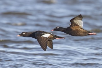 White-winged Scoter (Melanitta fusca) flying over the Hudson's Bay in Churchill, Manitoba Canada