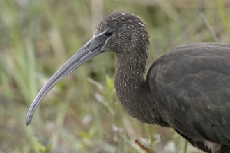 Glossy Ibis (Plegadis falcinellus), Florida, USA