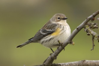 Myrtle Yellow-rumped Warbler (Setophaga coronata) Sacramento County California