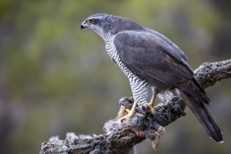 Northern Goshawk (Accipiter gentilis) female with prey, Madrid, Spain