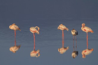 Greater Flamingo (Phoenicopterus roseus), Greece
