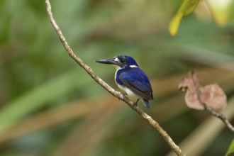 Little Kingfisher (Ceyx pusillus), Queensland, Australia