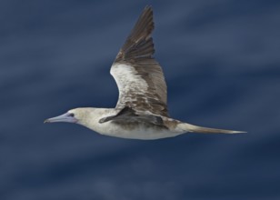 Red-footed Booby (Sula sula) flying, Northern Atlantic Ocean