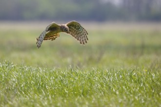 Hen Harrier (Circus cyaneus) female flying, Hungary