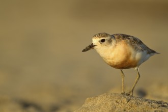 New Zealand Plover (Charadrius obscurus), Northland, North Island, New Zealand
