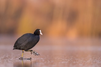 Eurasian Coot (Fulica atra) walking on frozen water, Rhineland-Palatinate, Germany