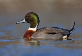 Hybrid: Northern Pintail x Mallard (Anas acuta x Anas platyrhynchos) male, British Columbia, Canada