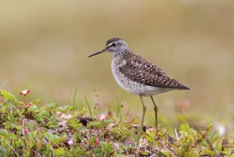 Wood Sandpiper (Tringa glareola), Varanger, Norway