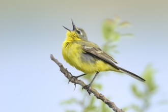 Western Yellow Wagtail (Motacilla flava) male singing, Burgenland, Austria