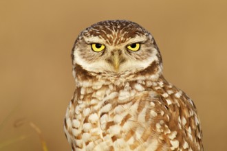 Burrowing Owl (Athene cunicularia), Florida, USA