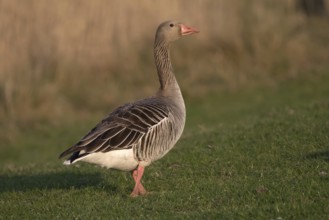 Greylag Goose (Anser anser), Schleswig-Holstein, Germany