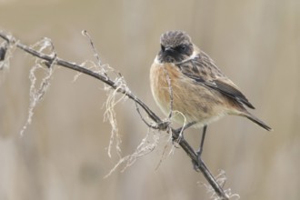 European Stonechat (Saxicola rubicola), United Kingdom