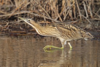 Eurasian Bittern (Botaurus stellaris) male, Vaud, Switzerland