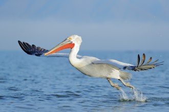 Dalmatian pelican, Pelecanus crispus, in Lake Kerkini, Greece. Palican with open wing, hunting