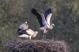 White Stork (Ciconia ciconia) adult with juveniles in nest, Netherlands