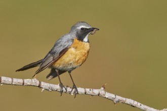 White-throated Robin (Irania gutturalis) male with food in its beak, Armenia