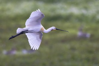 Eurasian Spoonbill (Platalea leucorodia) flying, North Rhine-Westphalia, Germany