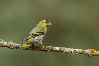 Sijs zittend op bemoste tak, Siskin sitting on mossy branch