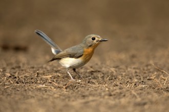 Tickell's Blue Flycatcher (Cyornis tickelliae) female on the ground, Bidoup National Park, Vietnam