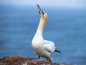 Northern Gannet (Morus bassanus), Schleswig-Holstein, Germany