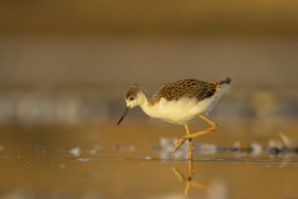 Black-winged Stilt (Himantopus himantopus) juvenile foraging, North Rhine-Westphalia, Germany
